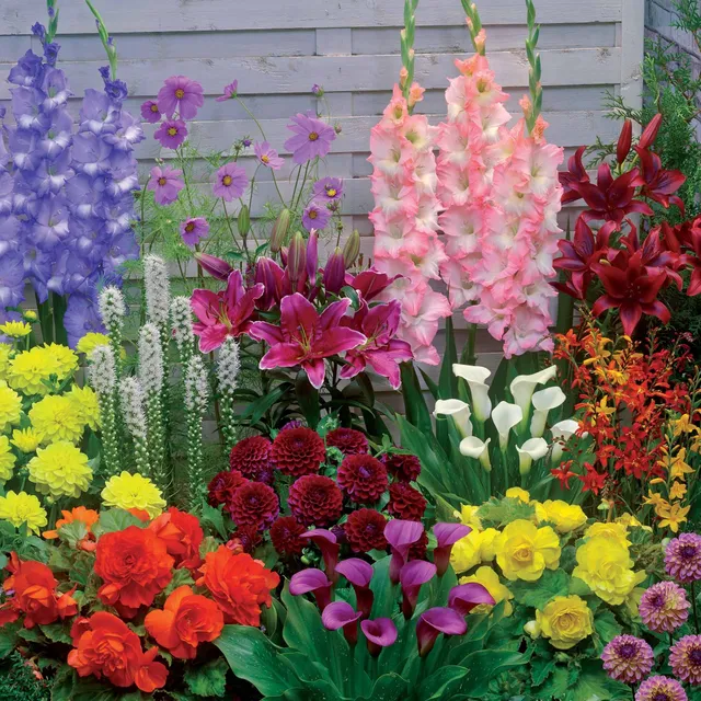 Bakker Bulbes à fleurs Mélange été 35 bulbes 1,5m²