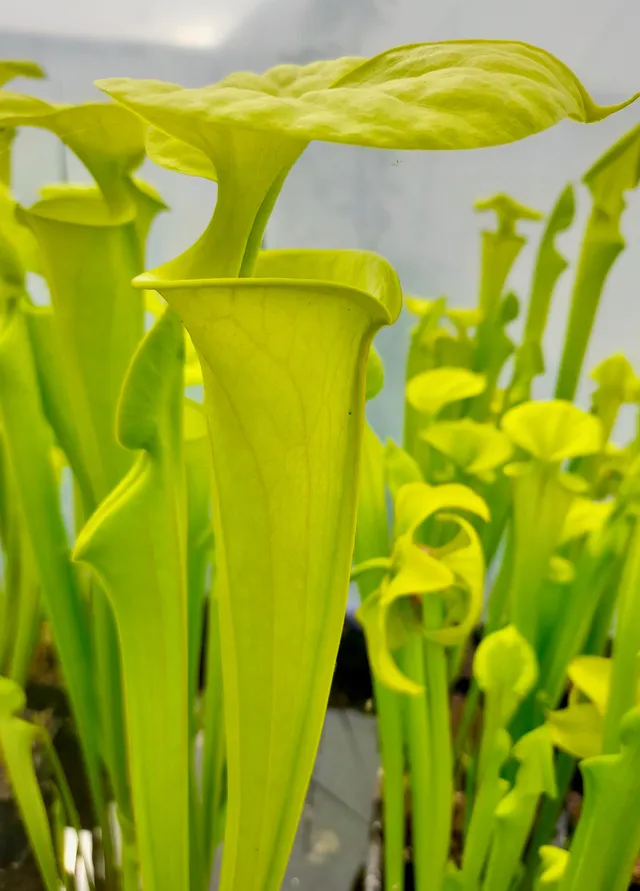Carniflore Sarracenia flava maxima plante trompette verte pot 11 cm