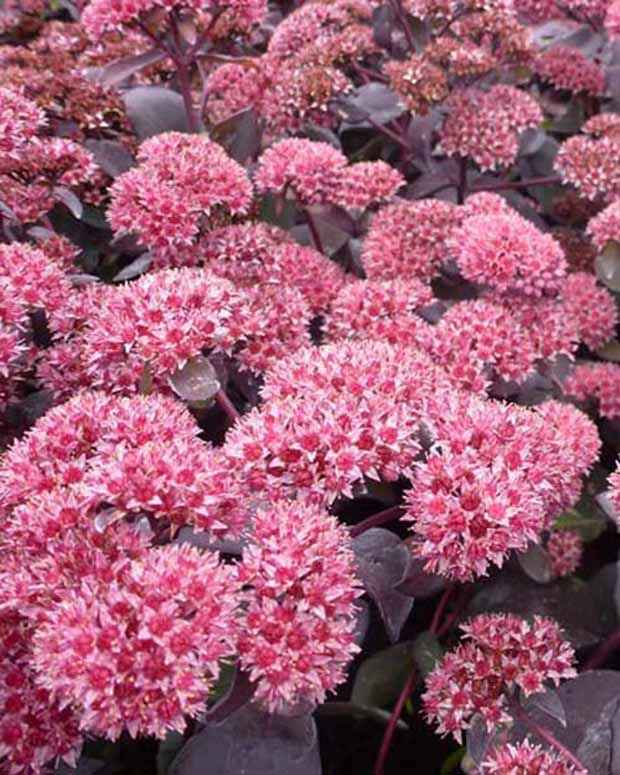 Bakker Sedum José Aubergine orpin pot Ø 9cm soleil