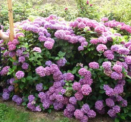 Les Hortensias du Haut Bois Rex hortensia macrophylla fleurs rondes godet