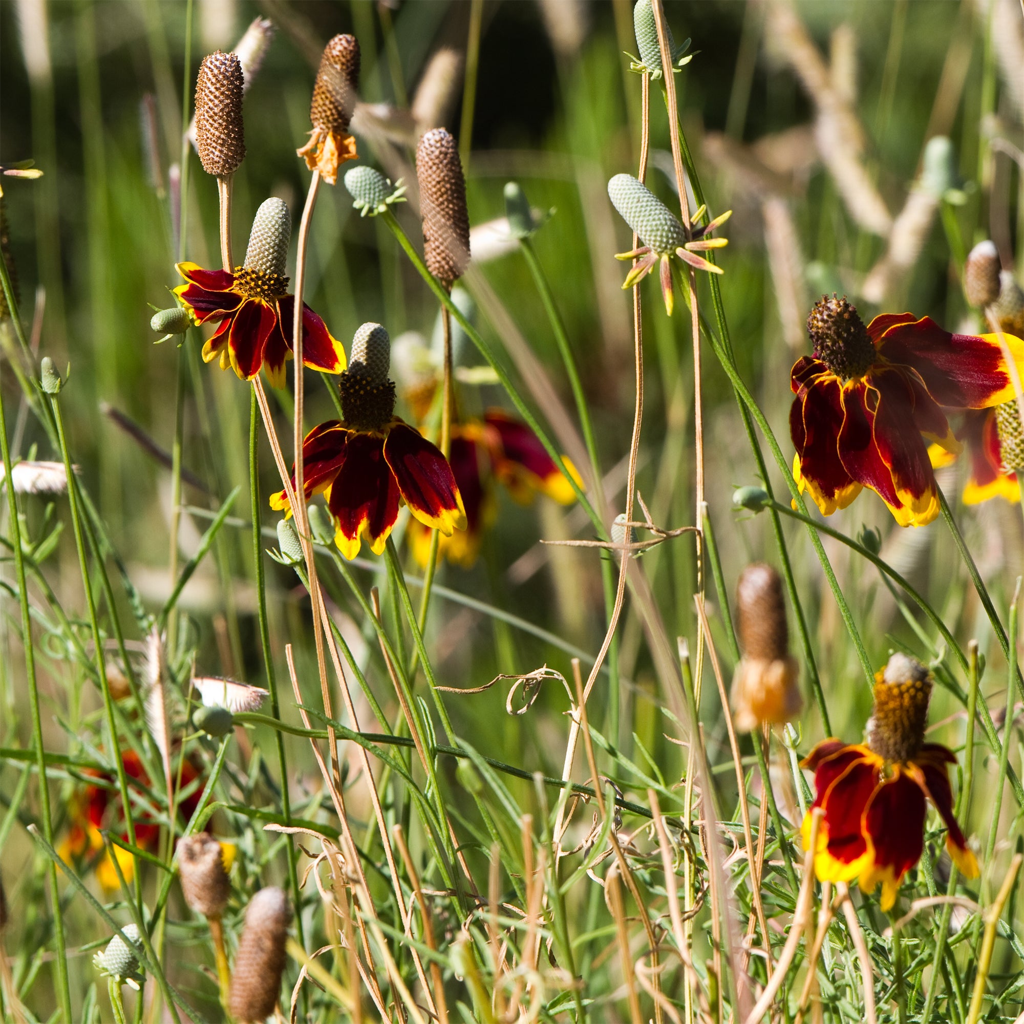 Bakker Ratibida Chapeau mexicain pot 9cm soleil