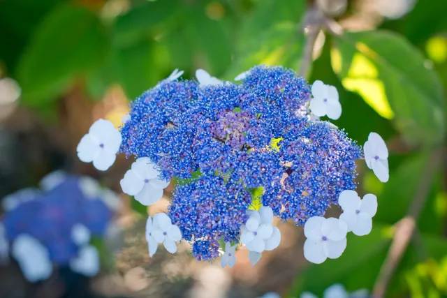 Les Hortensias du Haut Bois Hydrangea aspera Macrophylla hortensia godet