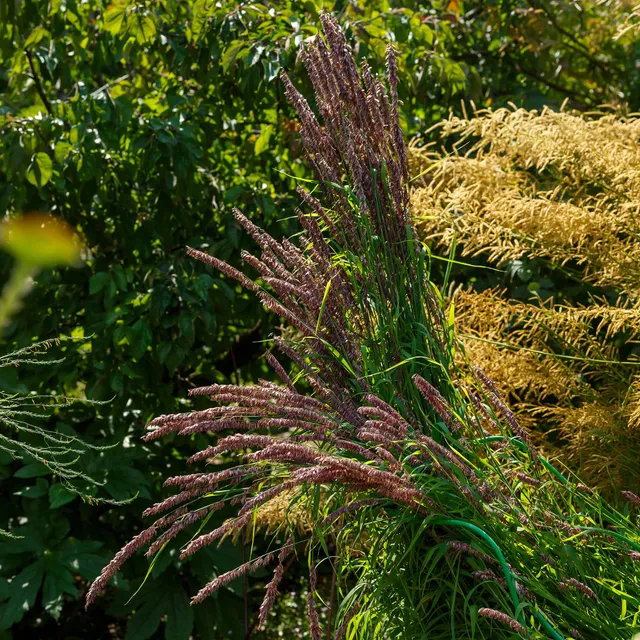 Bakker Mélique pourpre graminée violette pot Ø 9cm persistant