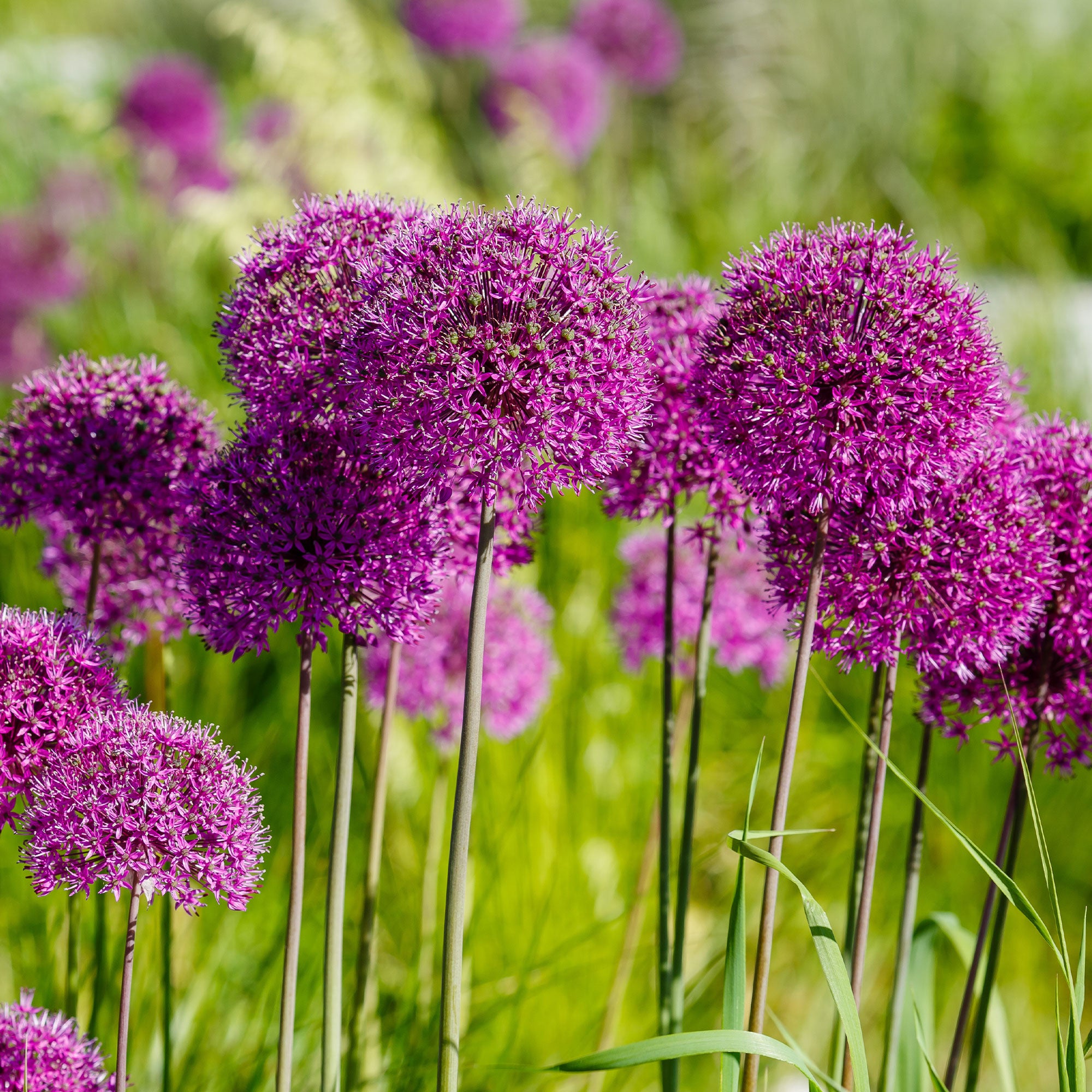 Bakker Purple Sensation allium bulbes sachet 10 violet 90cm