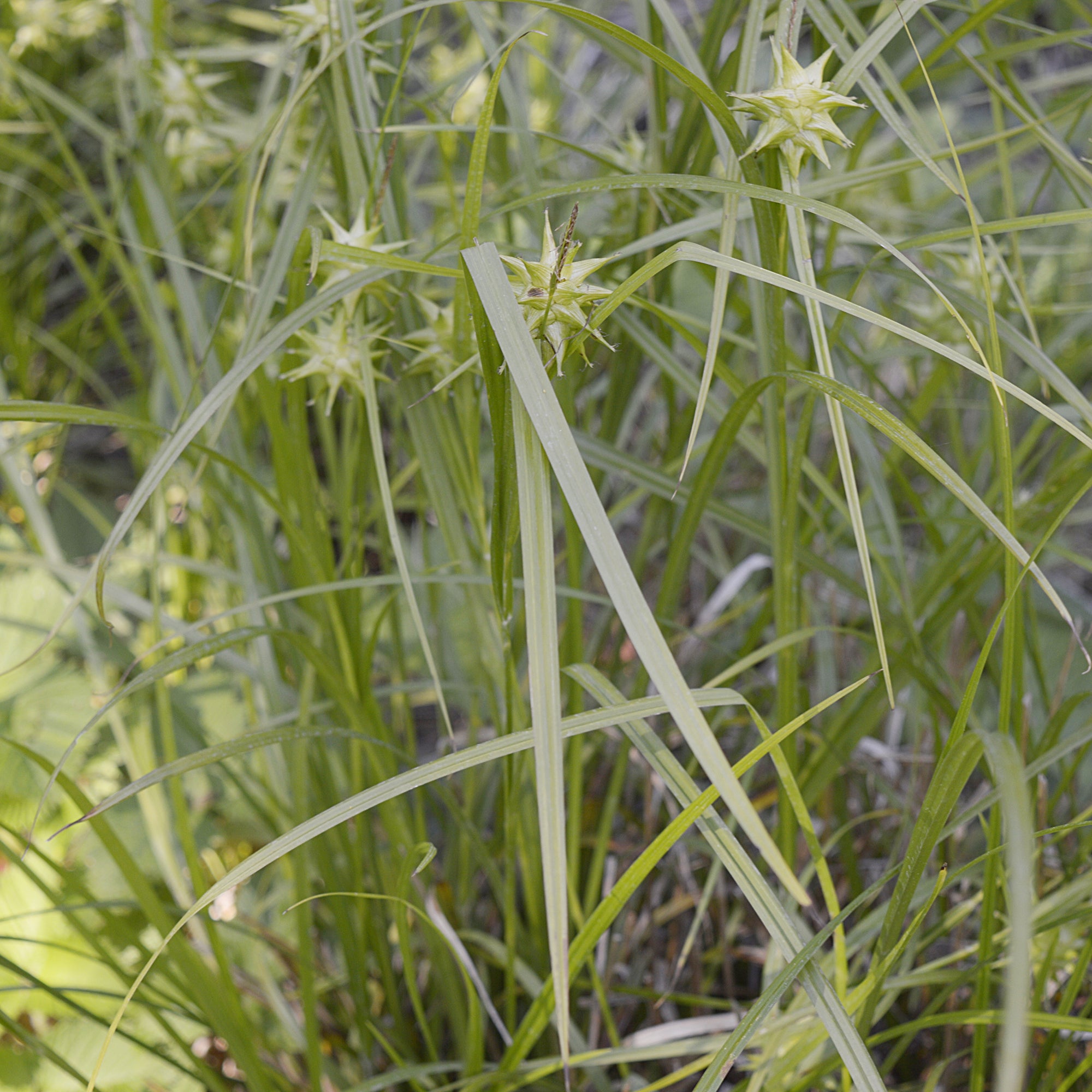 Bakker Laîche massue Carex grayi pot 9cm verte