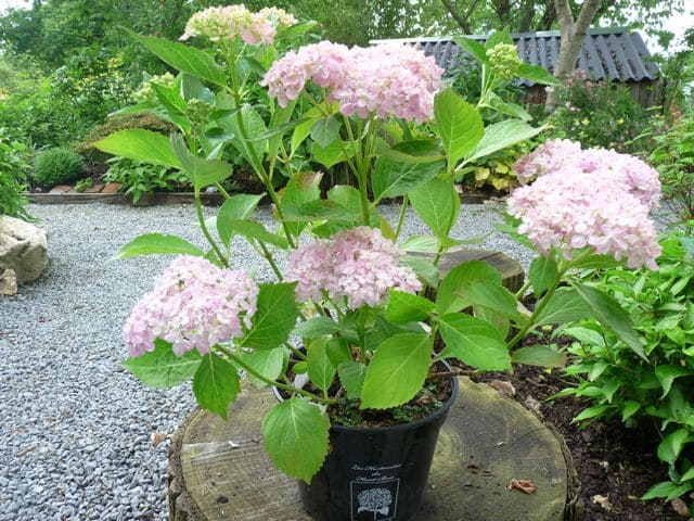 Les Hortensias du Haut Bois Hydrangea macrophylla Snell hortensia blanc