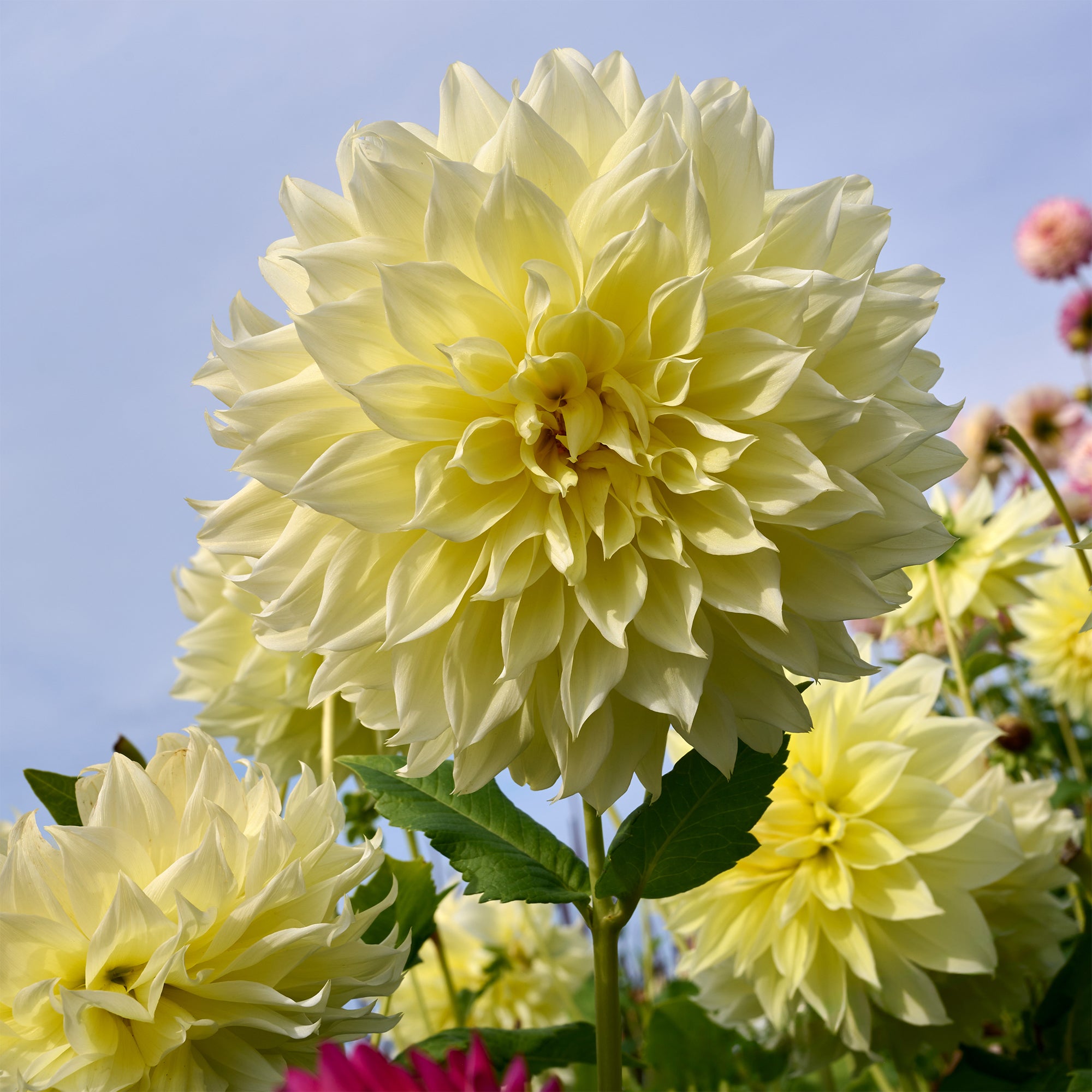 Bakker Bulbes Dahlia Kelvin Floodlight jaune sachet 3 bulbes