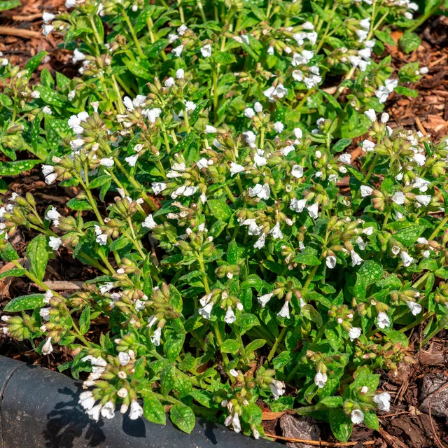 Bakker Plantes vivaces Pulmonaire Sissinghurst White plante vivace pot 9cm blanche