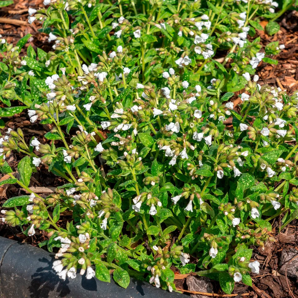 Bakker Plantes vivaces Pulmonaire Sissinghurst White plante vivace pot 9cm blanche