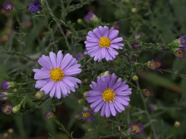 Passion Vivaces Aster laevis Blauschleir plante vivace godet bleu mauve