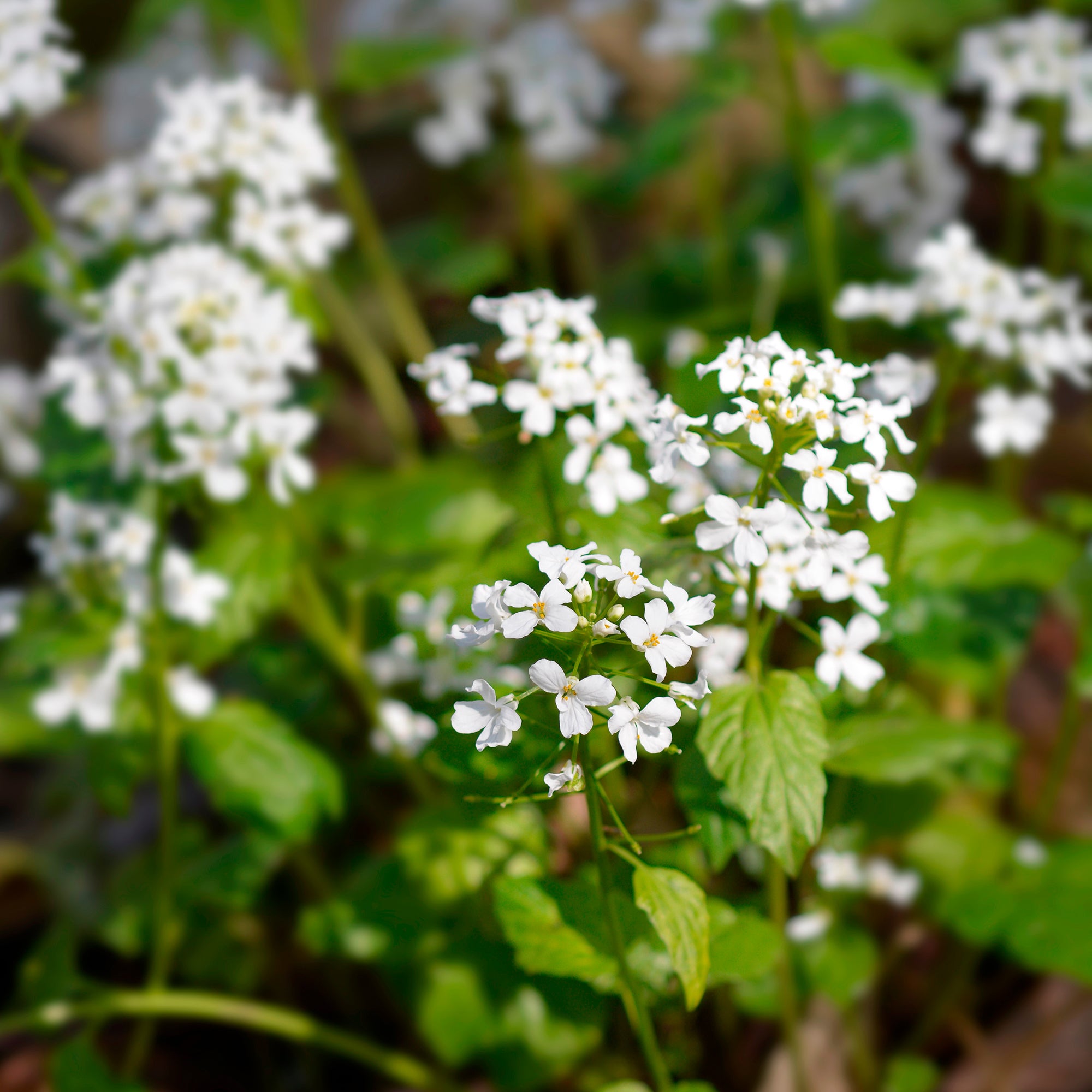Bakker Pachyphragma macrophyllum vivace pot 8cm fleur blanche
