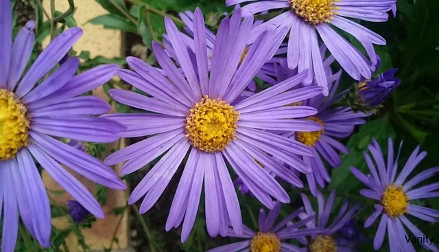 Passion Vivaces Aster amellus Vanity plante dégradé bleu godet