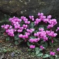 Passion Vivaces Cyclamen Rubrum plante vivace fuchsia hiver