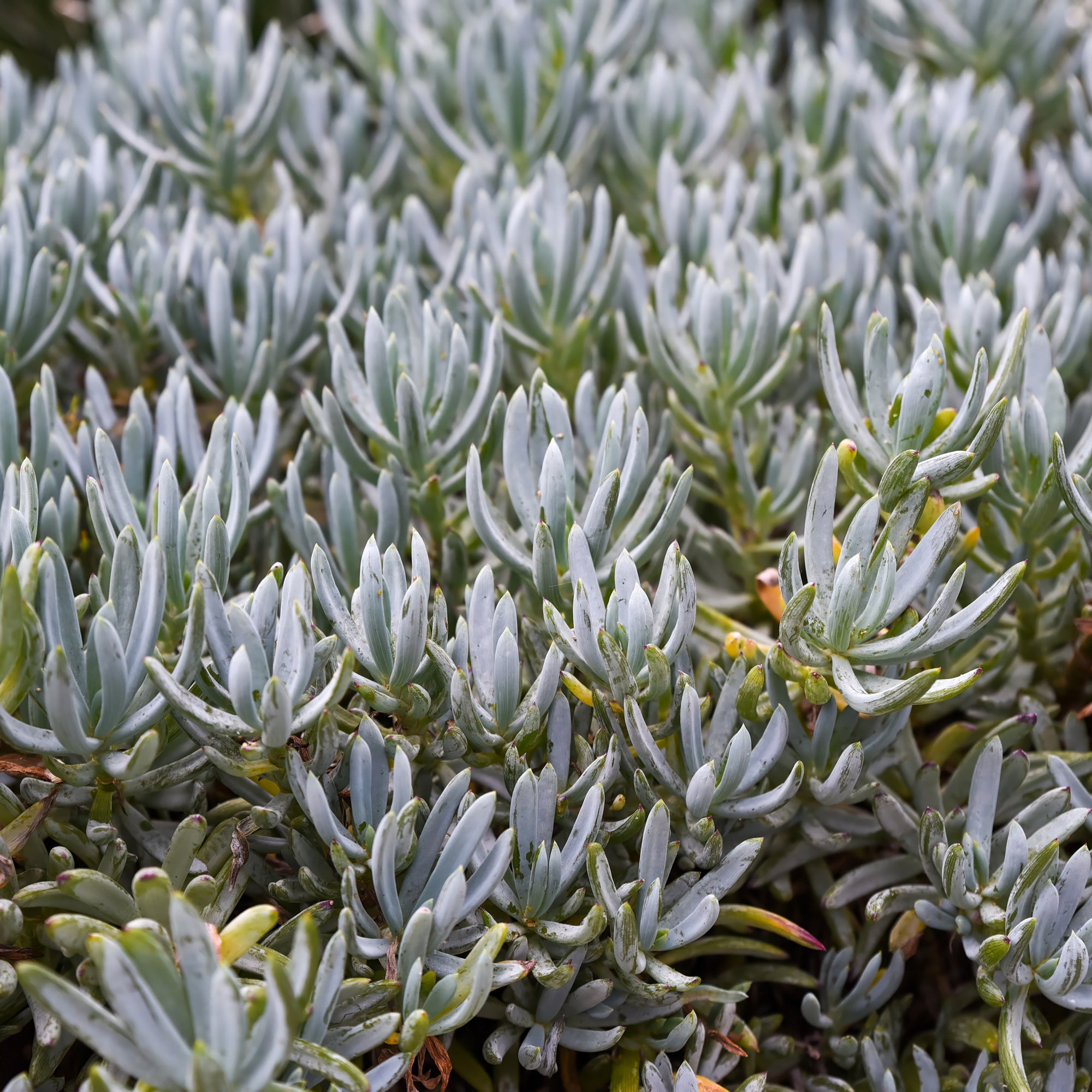 Bakker Séneçon Senecio mandraliscae plante grasse pot Ø 9cm bleu