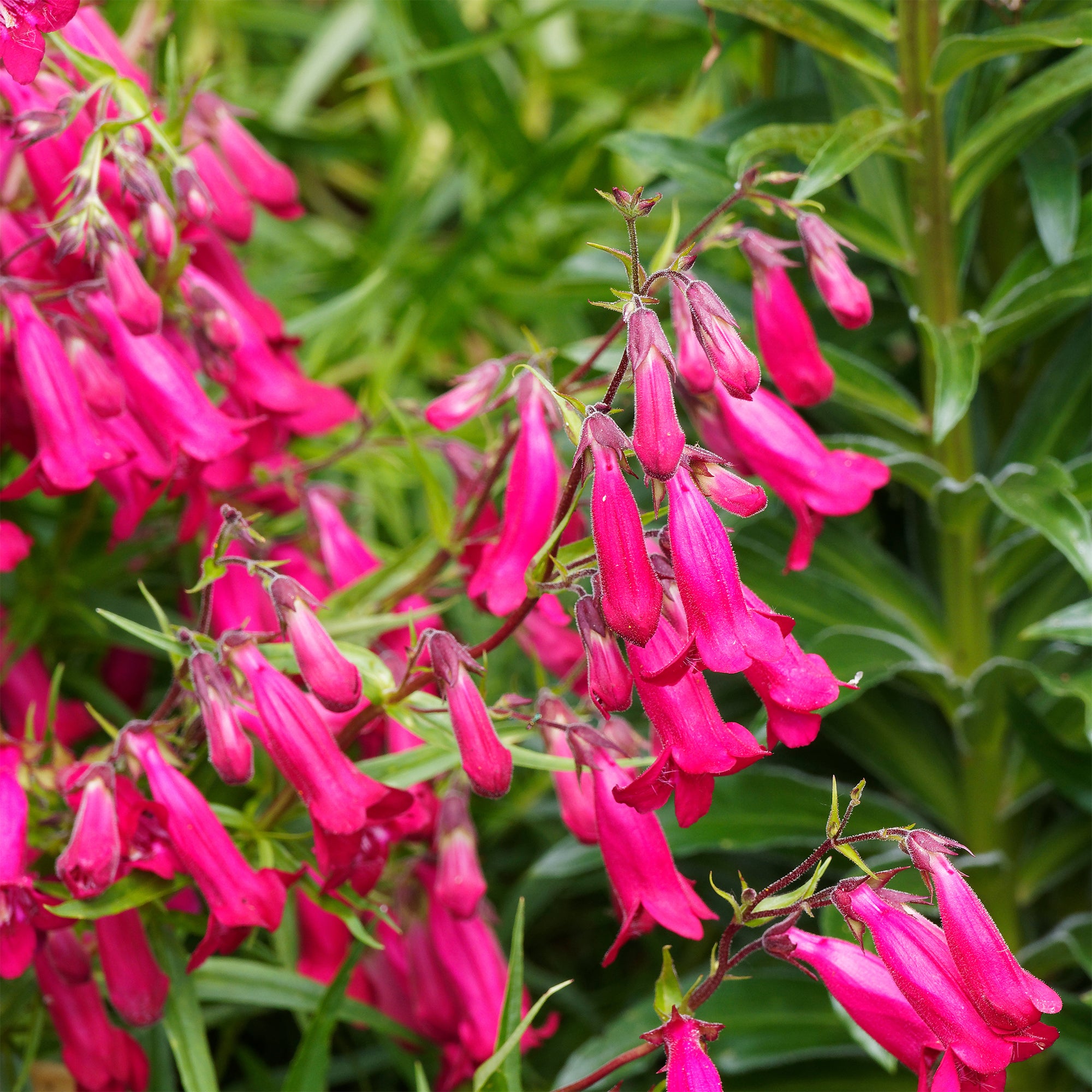 Bakker Andenken an Friedrich Hahn penstemon vivace pot 9 cm