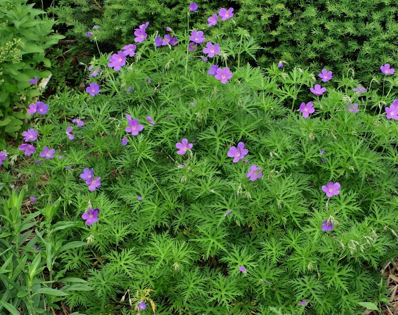 Passion Vivaces Geranium Nimbus plante vivace pot bleu pourpre