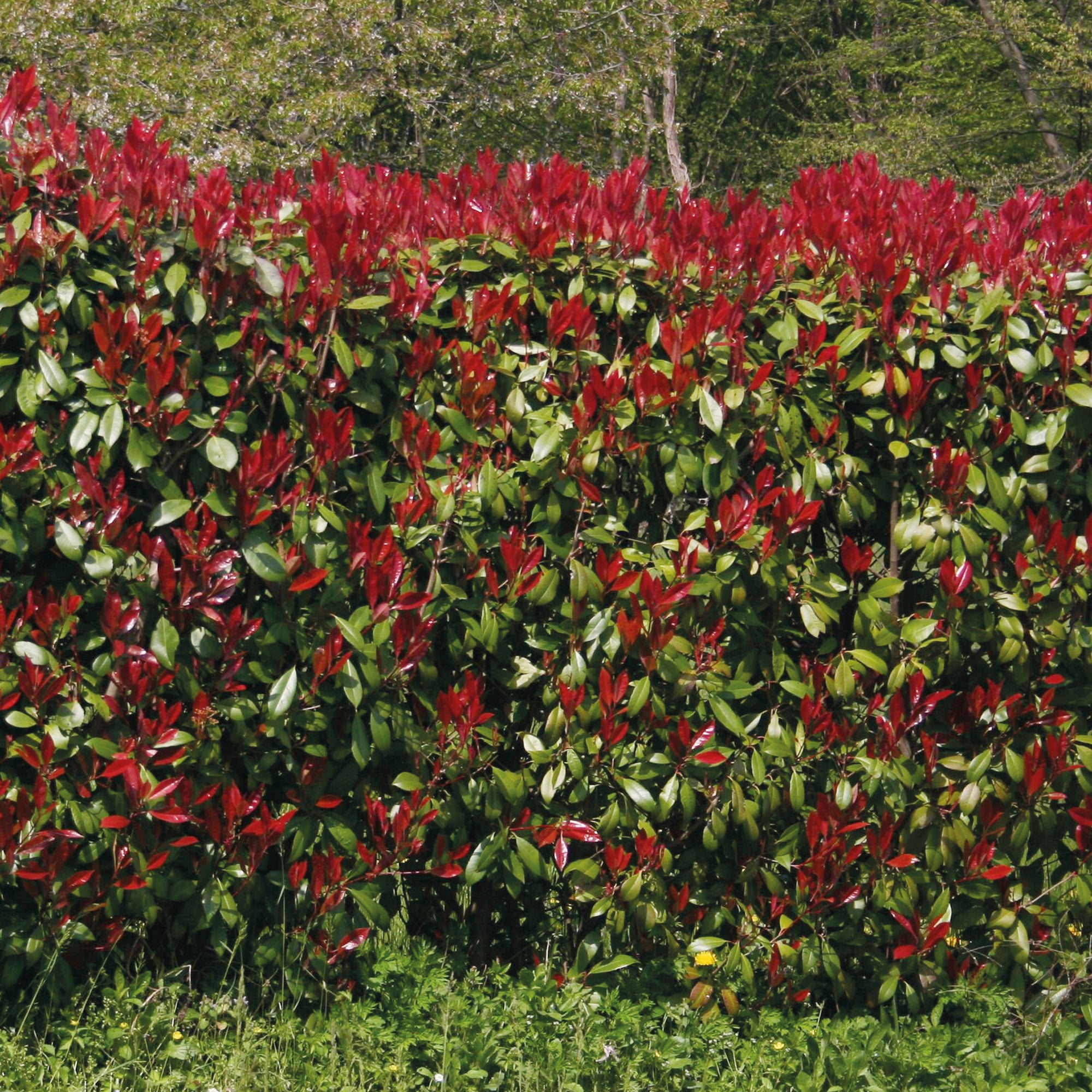 Bakker Haie 3 Photinias Red Robin persistant 15-20cm