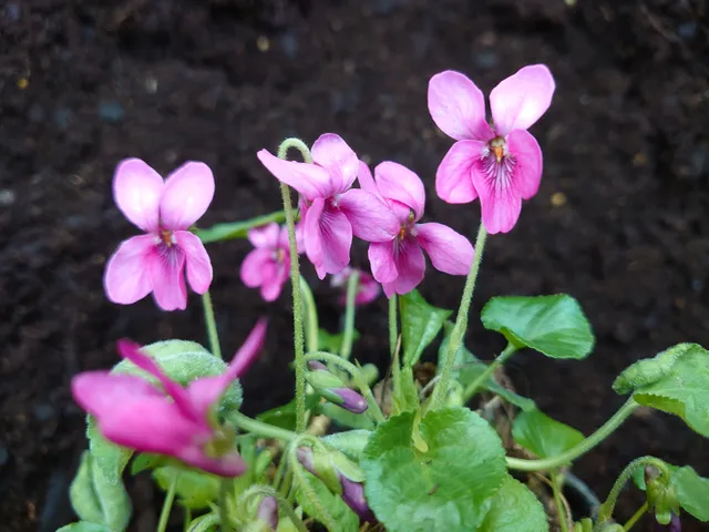 Passion Vivaces VIOLA odorata Ophélie violette parfumée godet rose tendre