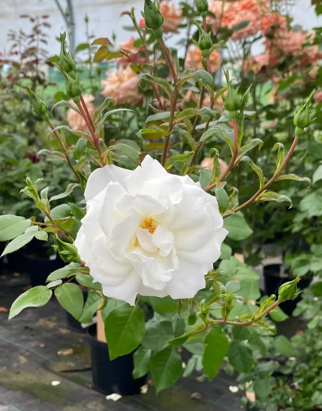 Michel Adam White Angel Adadiamac rosier buisson blanc résistant