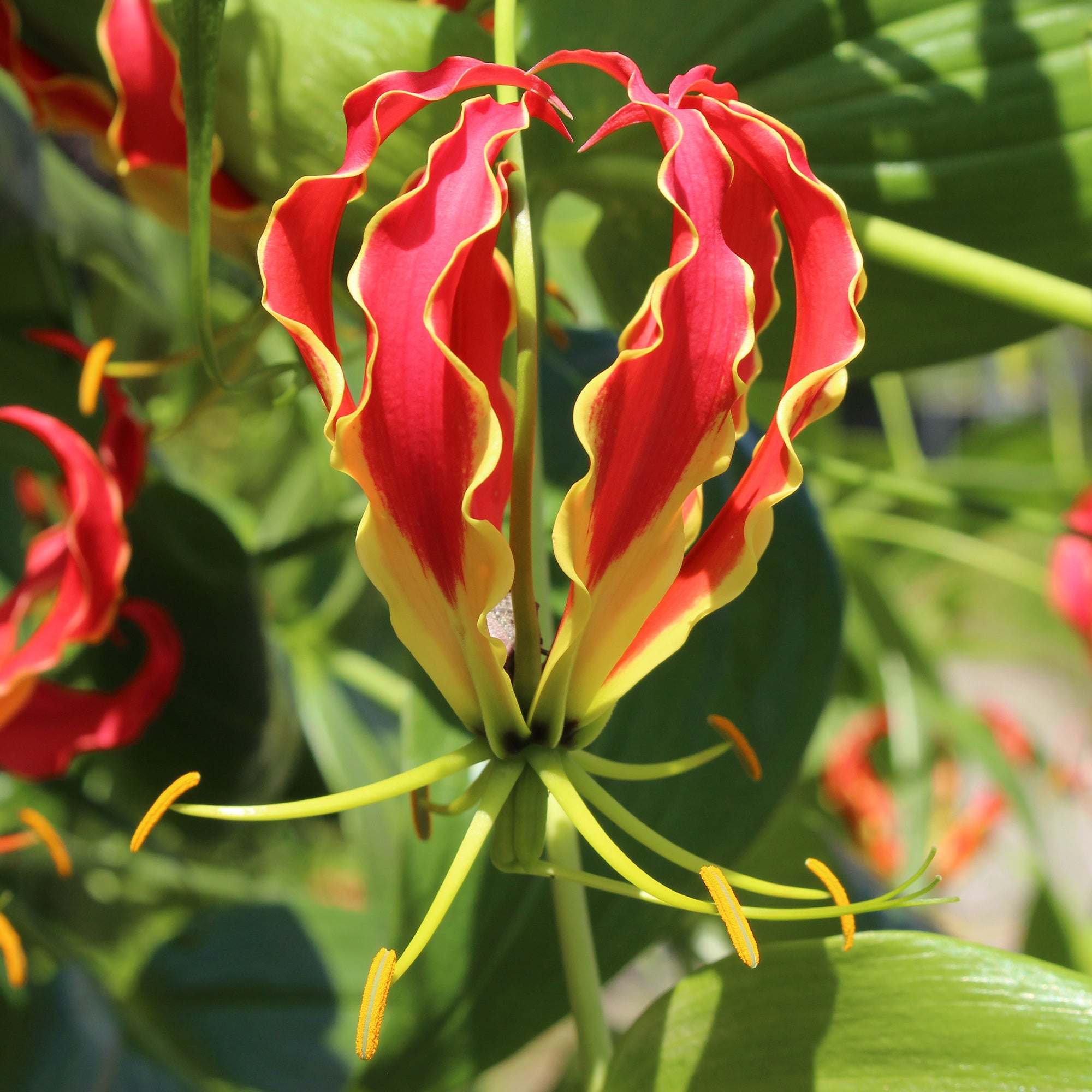 Bakker Gloriosa Carsonii Lis de Malabar bulbe sachet 1 rouge