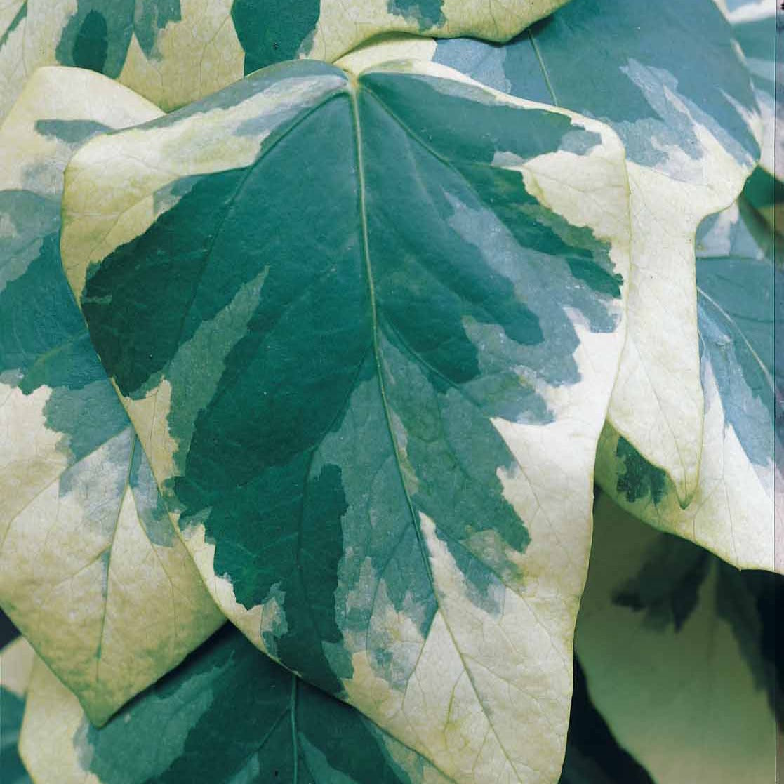Bakker Plantes d'extérieur Lierre de Colchide panaché pot 2L