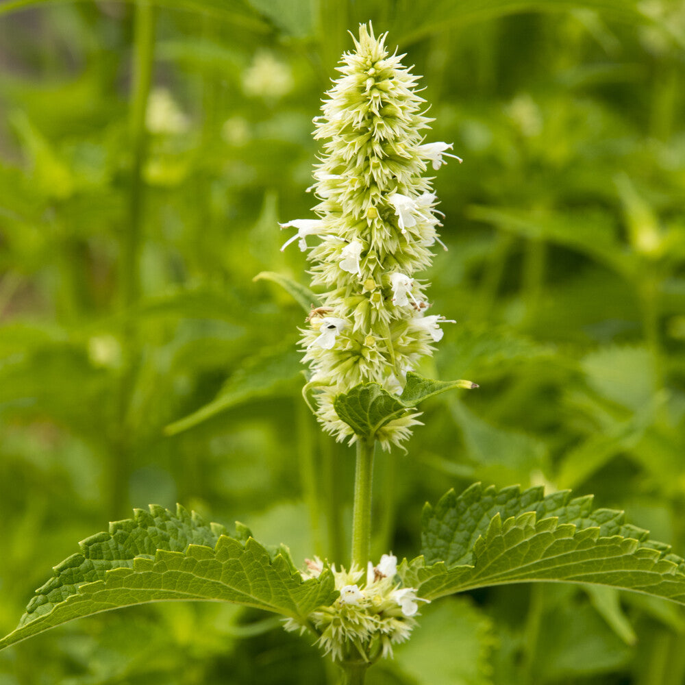 Bakker Agastache Alabaster rugosa fleur blanche pot 9cm
