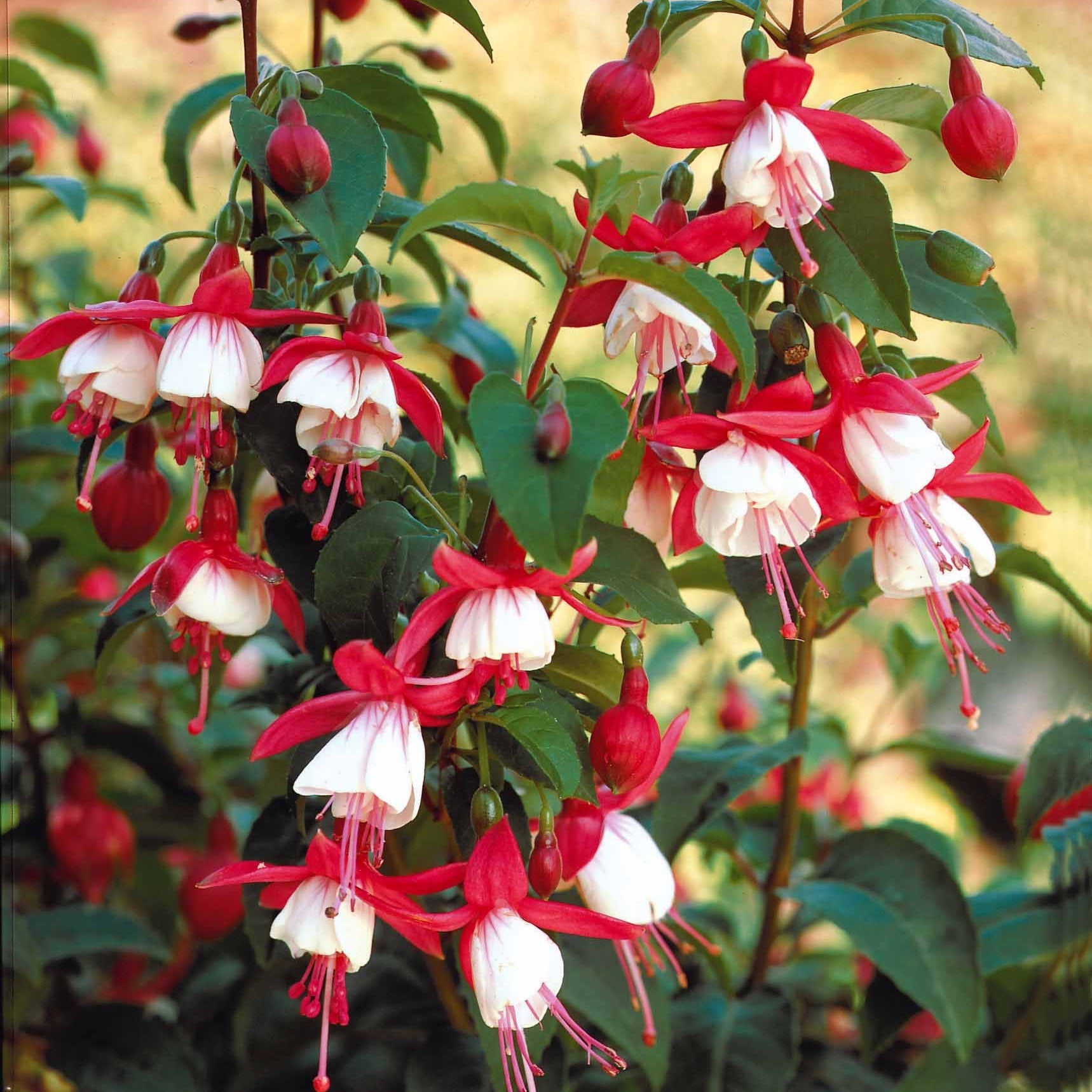 Bakker Fuchsias rustiques mélange terrasse 6 pots 9cm