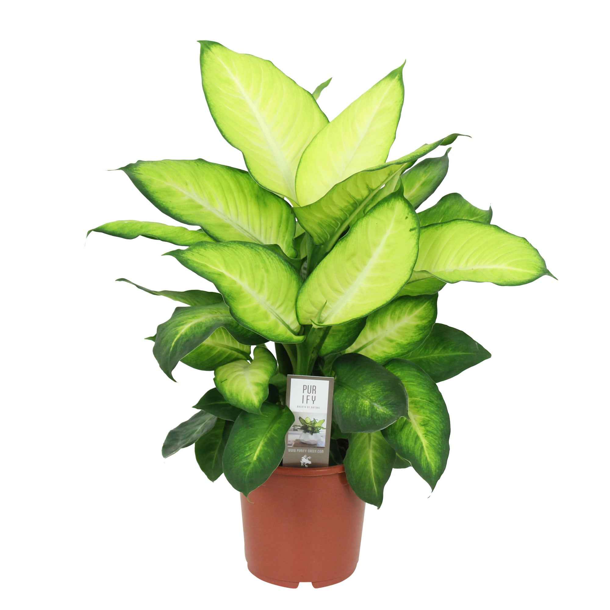 Bakker Summer Style dieffenbachia d'intérieur pot Ø17cm panaché