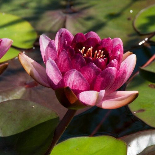 Bakker Perry's Almost Black nénuphar pot Ø11cm fleur noire