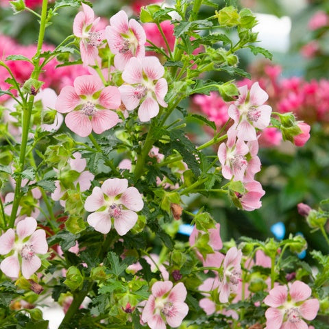 Bakker Mauve du Cap plante terrasse pot 9cm fleur pourpre