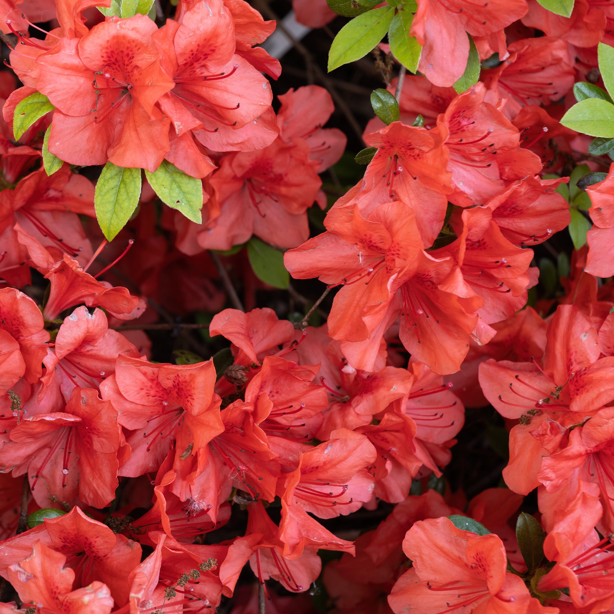 Bakker Orange Surprise azalée du Japon pot Ø 9cm fleur orange