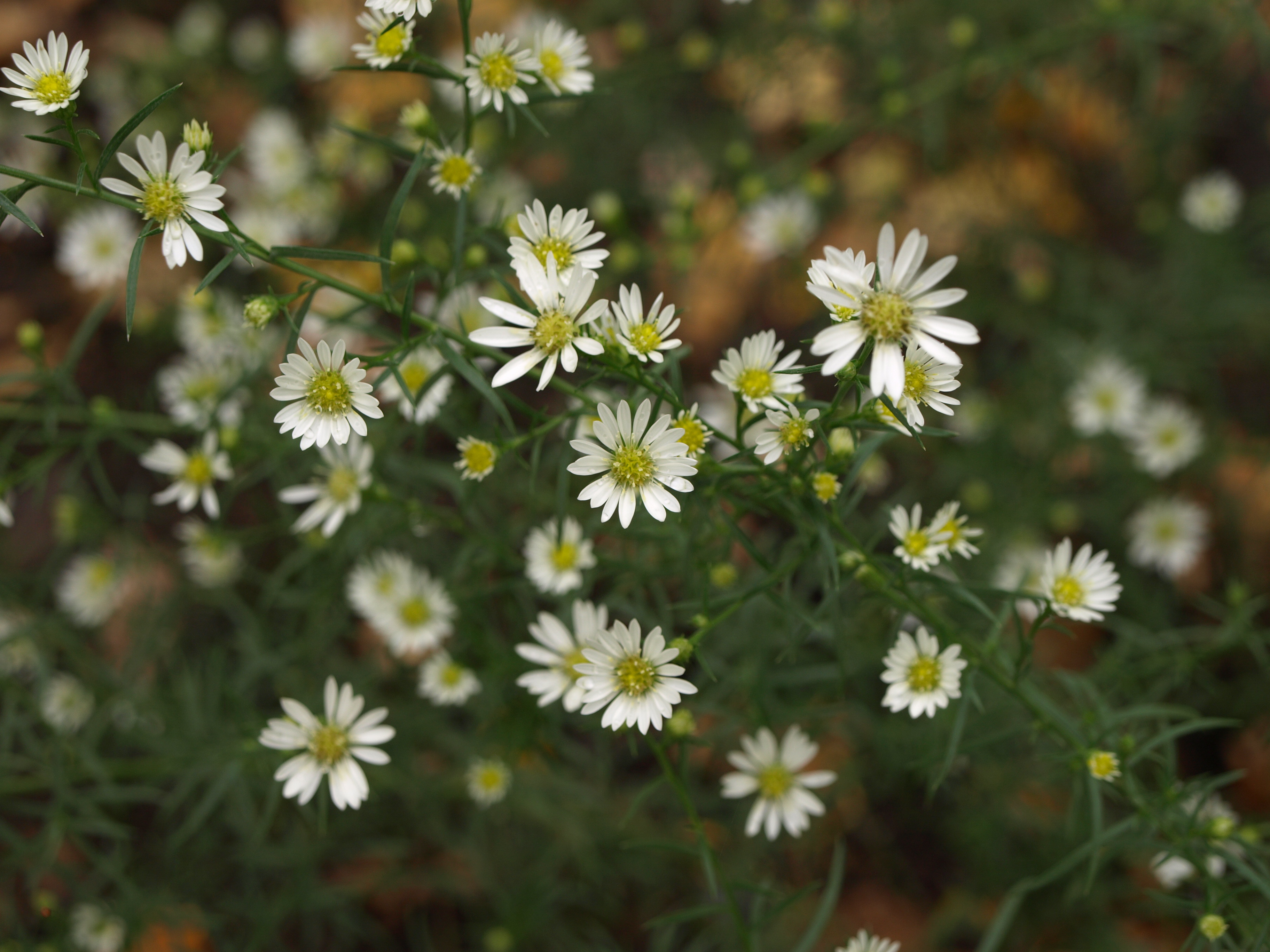 Aster pilosus Monte Cassino plante vivace godet fleurs blanches