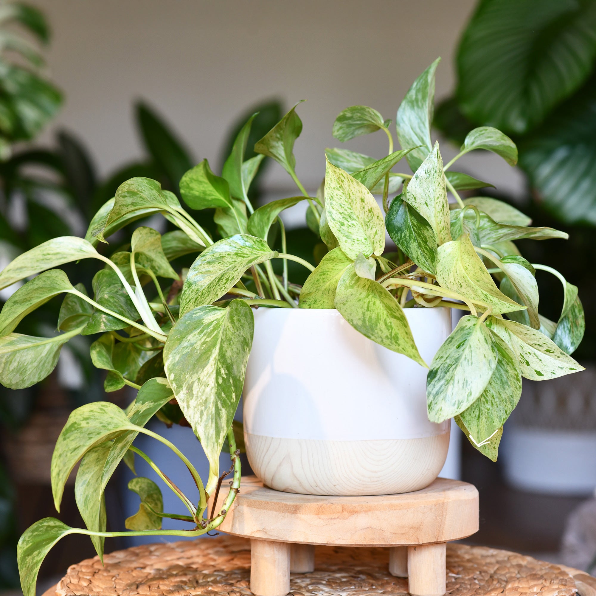 Bakker Epipremnum aureum pothos pot 12cm retombant panaché