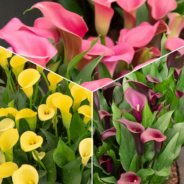 Bakker Callas rose jaune pourpre bulbes sachet 3 exotique