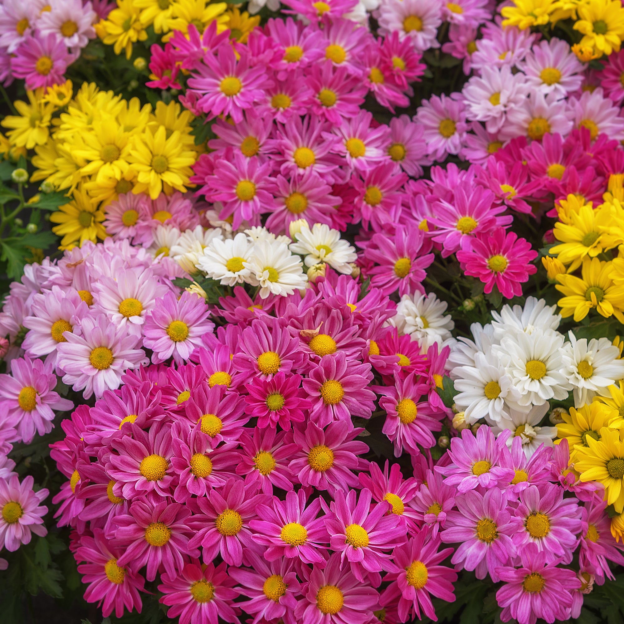 Bakker Chrysanthème multifleur carnaval fleur pot 12cm boule