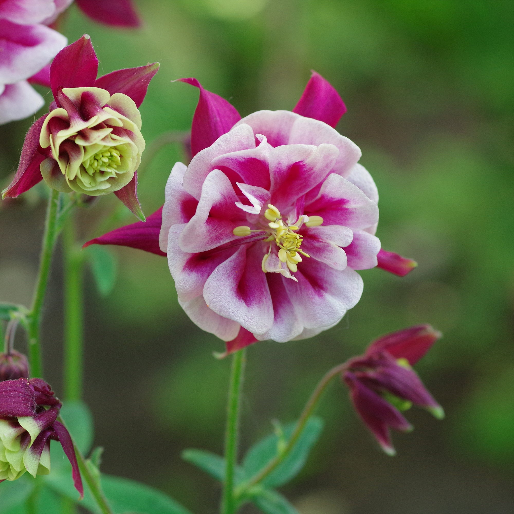 Bakker Ancolie Winky Red White double vivace pot Ø9cm bicolore
