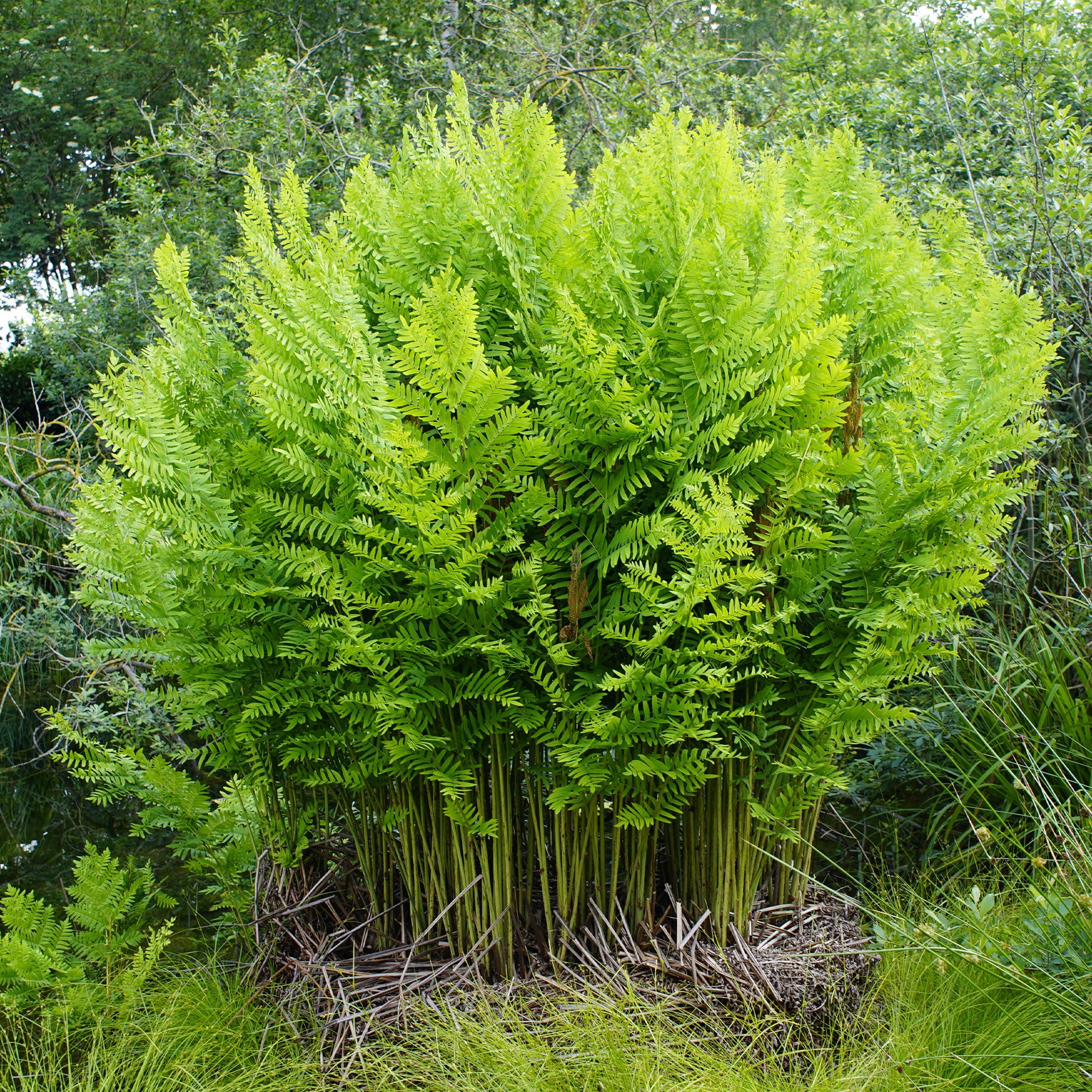 Bakker Osmonde royale fougère pot Ø 9cm zone humide