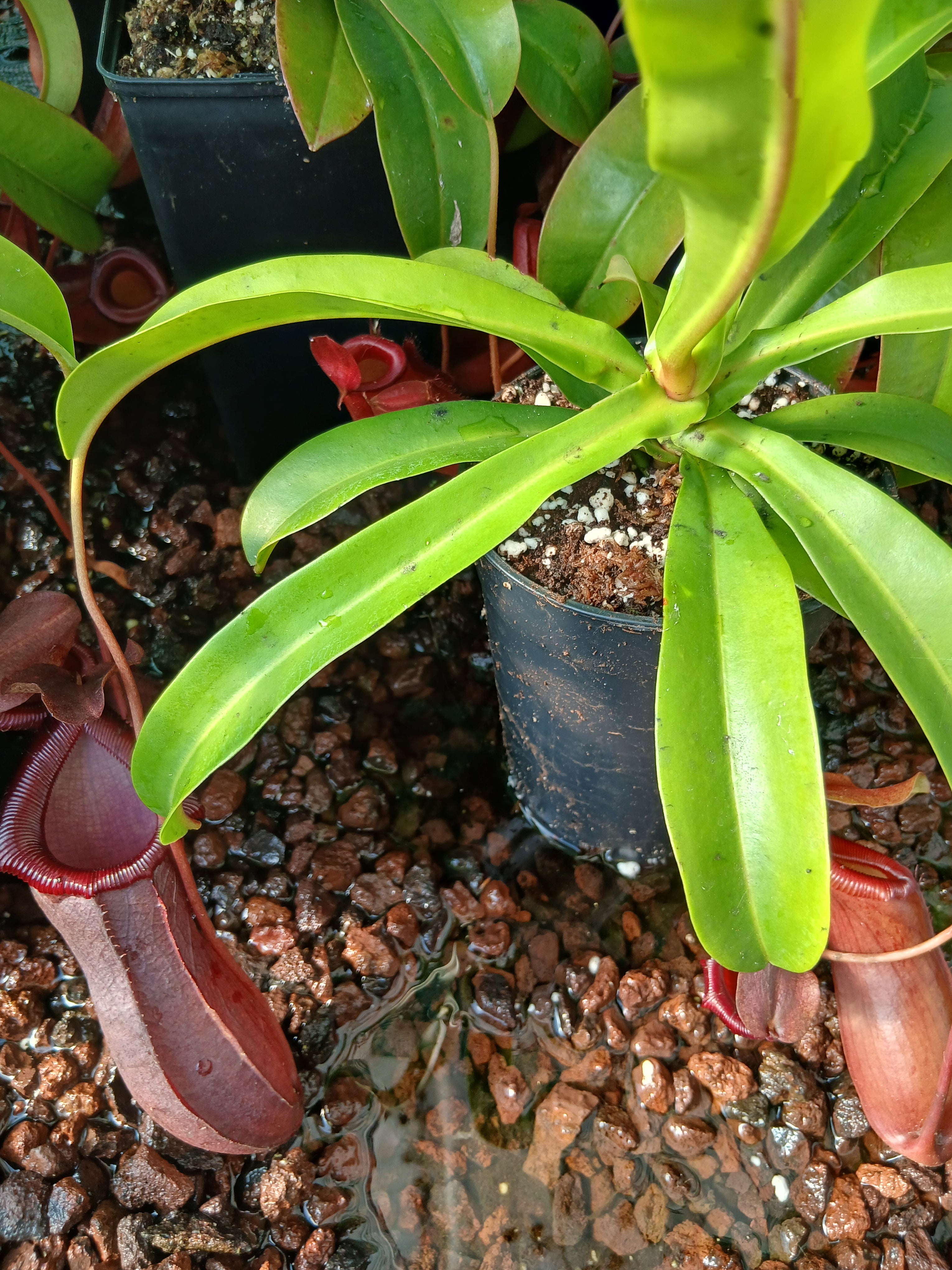 Carniflore Nepenthes bill bailey plante carnivore piège rouge adulte