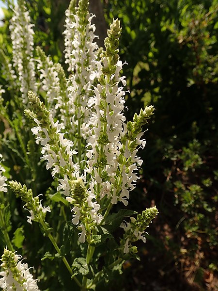 Salvia nemorosa Schneehügel sauge pot 1 L fleurs blanches