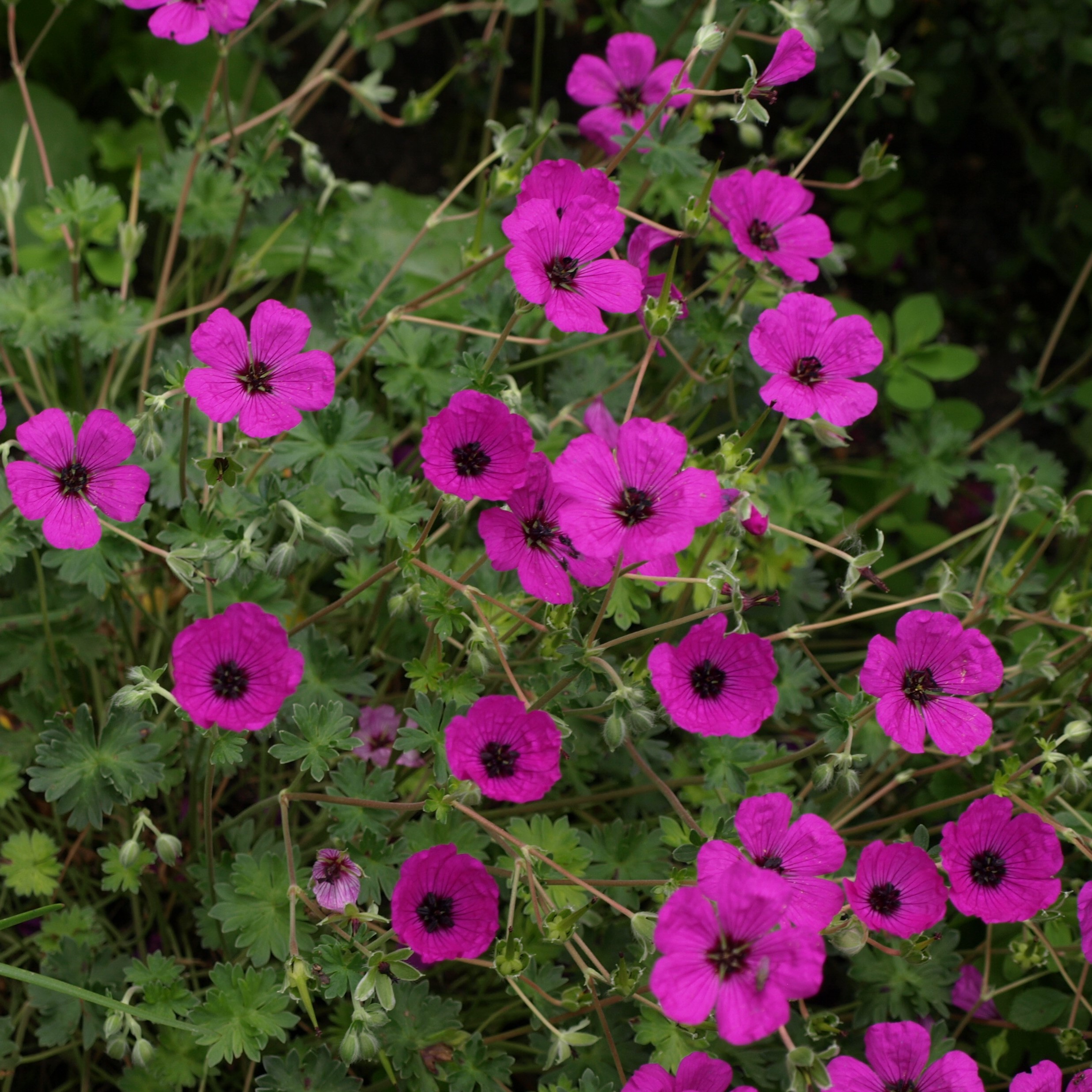 Passion Vivaces Geranium subcaulescens Splendens vivace pot 1L rouge