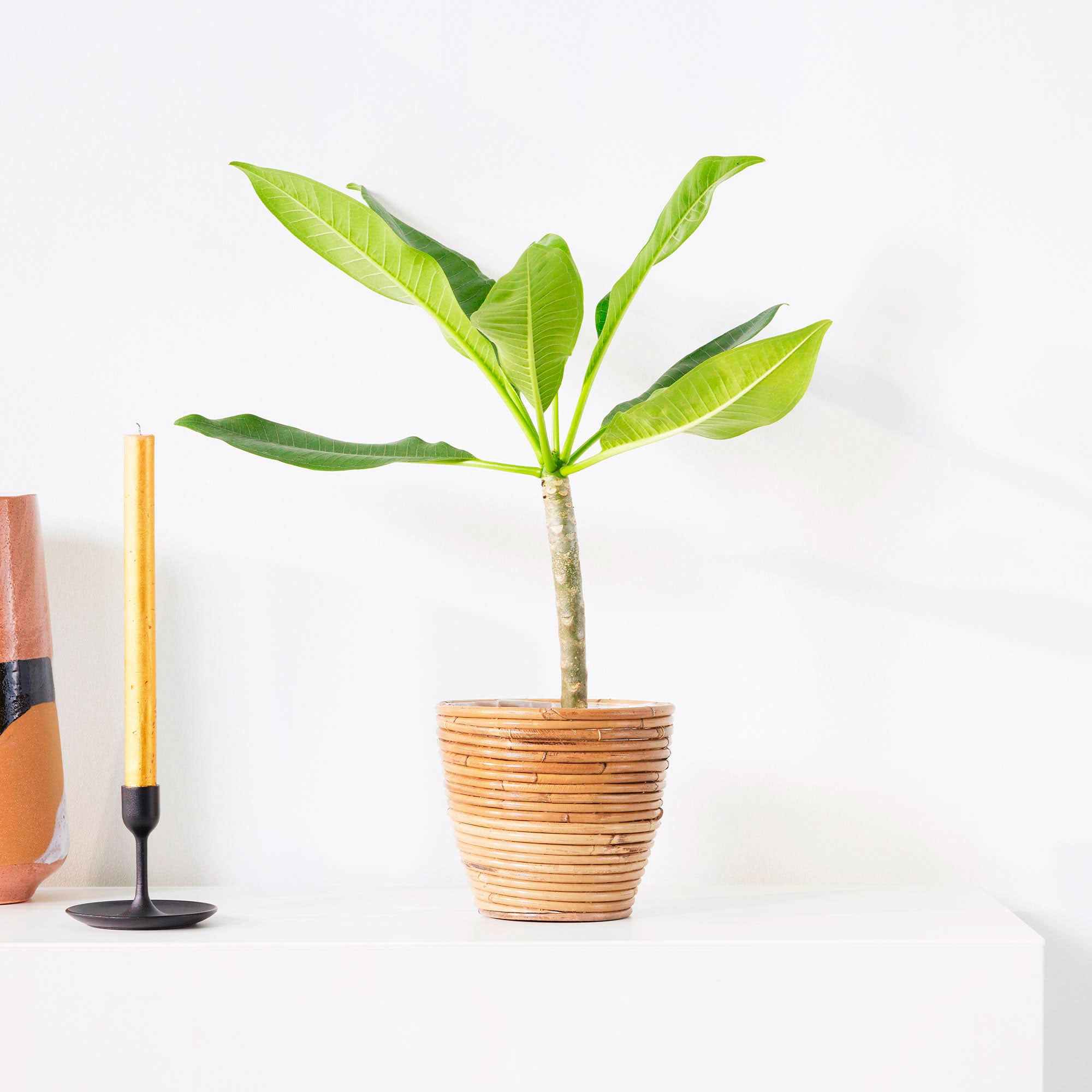 Bakker Frangipanier rouge Jazz plante pot Ø14cm parfumée