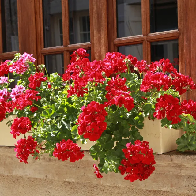 Bakker Géranium lierre double rouge pot 10,5cm