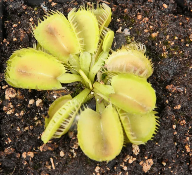 Carniflore Dionée Dionaea Triton plante attrape-mouche adulte