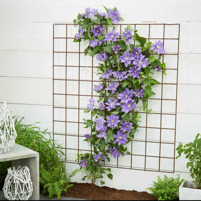 Bakker Clématite Olympia plante grimpante pot 2L violet
