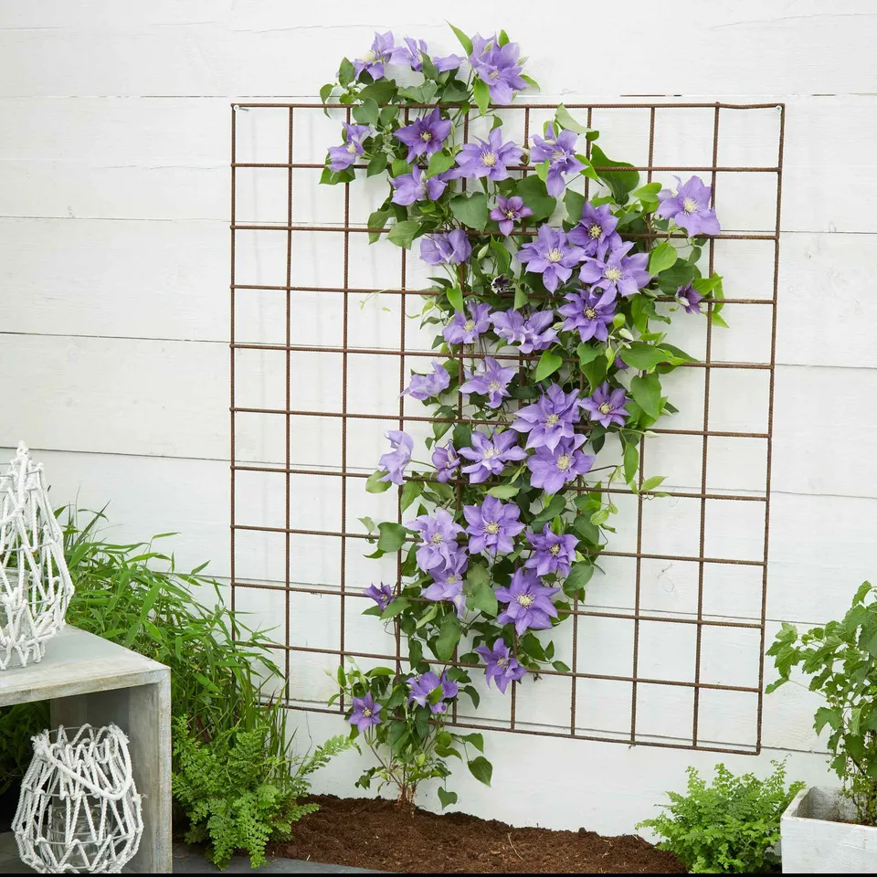 Bakker Clématite Olympia plante grimpante pot 2L violet