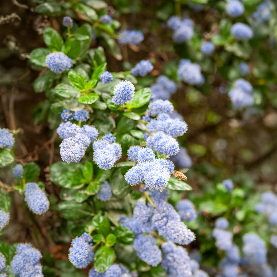 Bakker Yankee Point céanothe pot 2L bleu couvre-sol