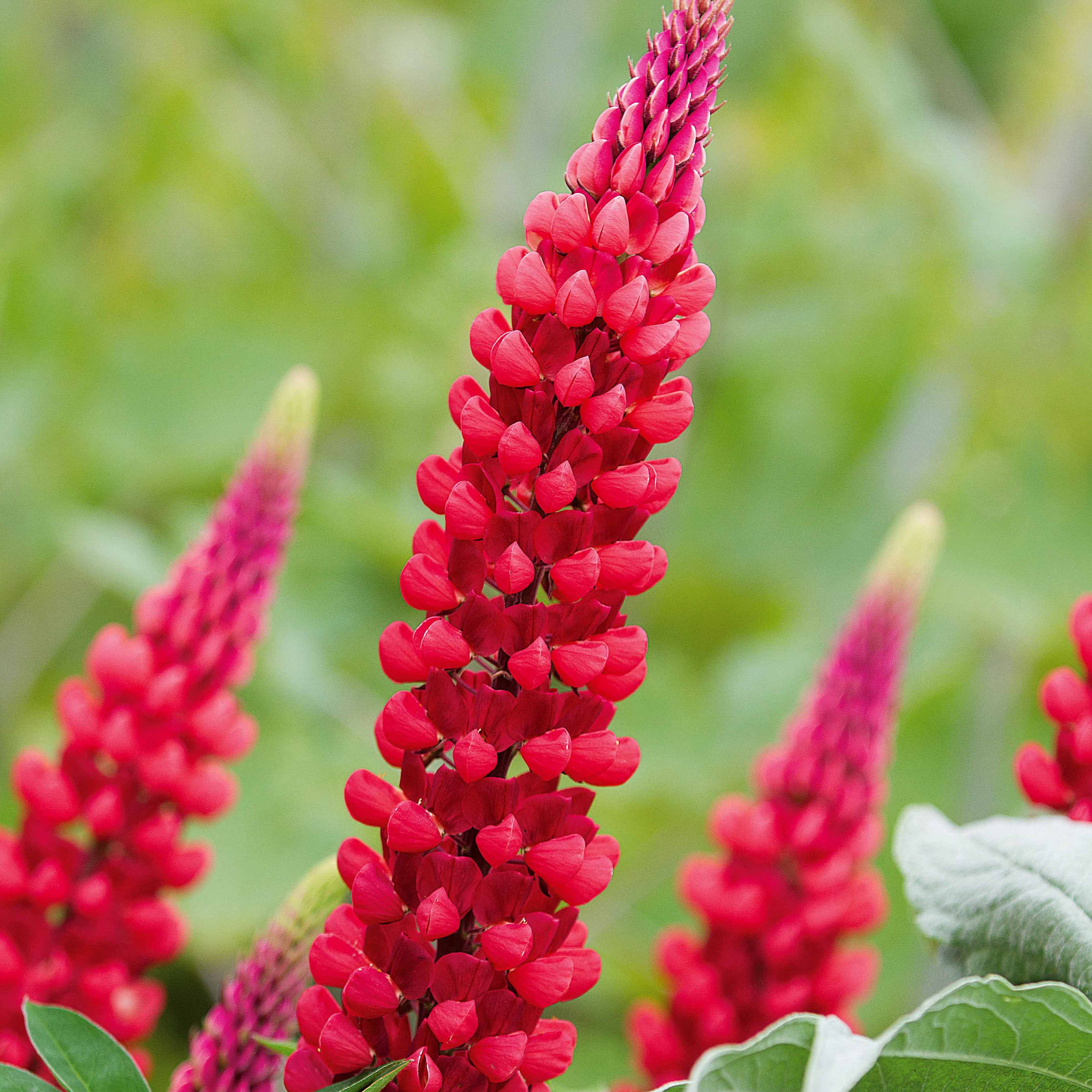 Bakker Plantes vivaces Lupins rouges paquet 3 racines nues