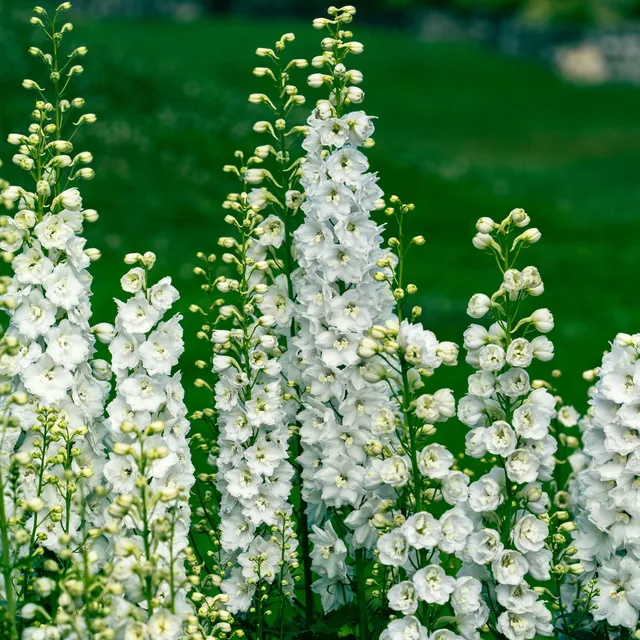 Bakker Delphinium géant Galahad vivace pot Ø9cm fleurs blanches