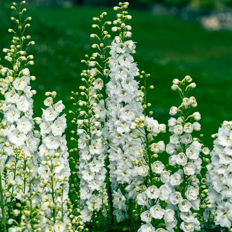Bakker Delphinium géant Galahad vivace pot Ø9cm fleurs blanches
