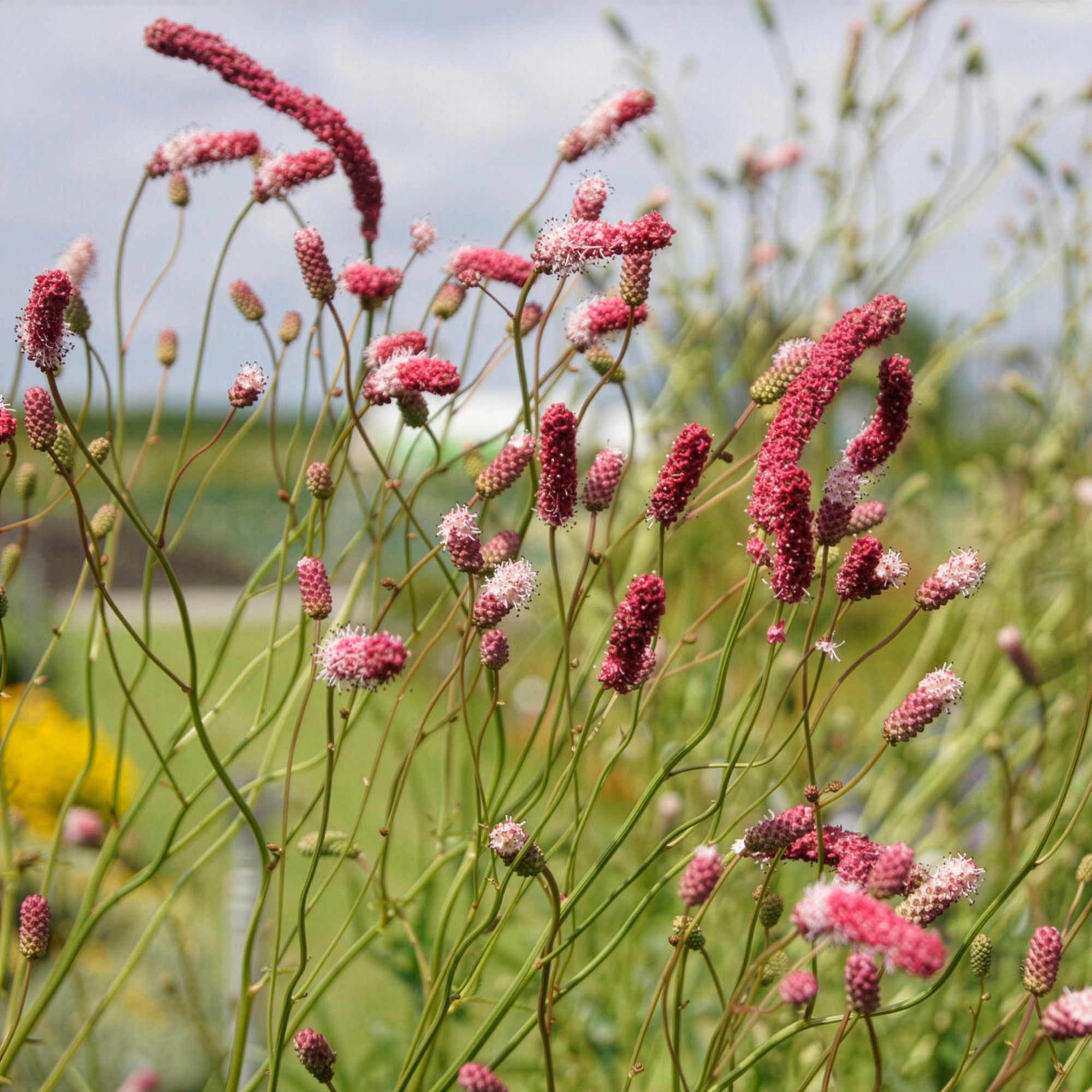Bakker Pimprenelle pourpre Sanguisorba pot Ø 9cm 1,5m